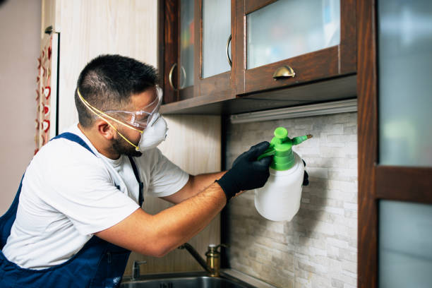 Best Emergency Pest Control  in Spring Valley, CA
