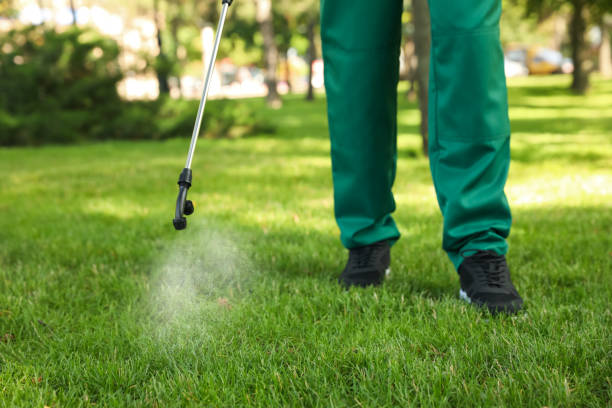 Flea Control Services in Spring Valley, CA