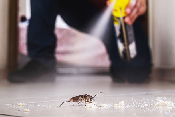 Best Termite Control Services  in Spring Valley, CA
